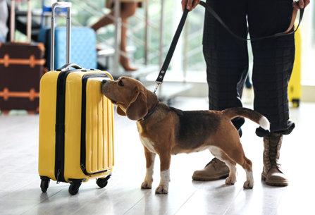 Drug Detection dog and a yellow bag
